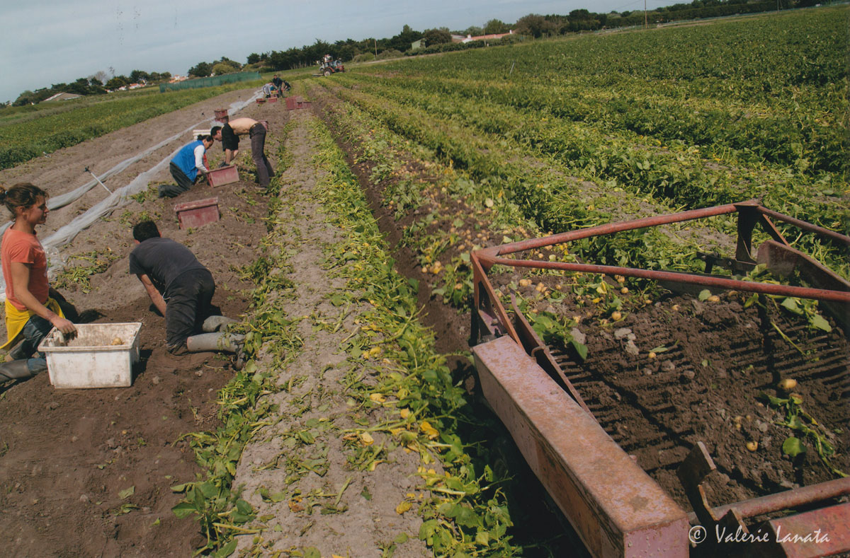 produits locaux et regionaux de noirmoutier